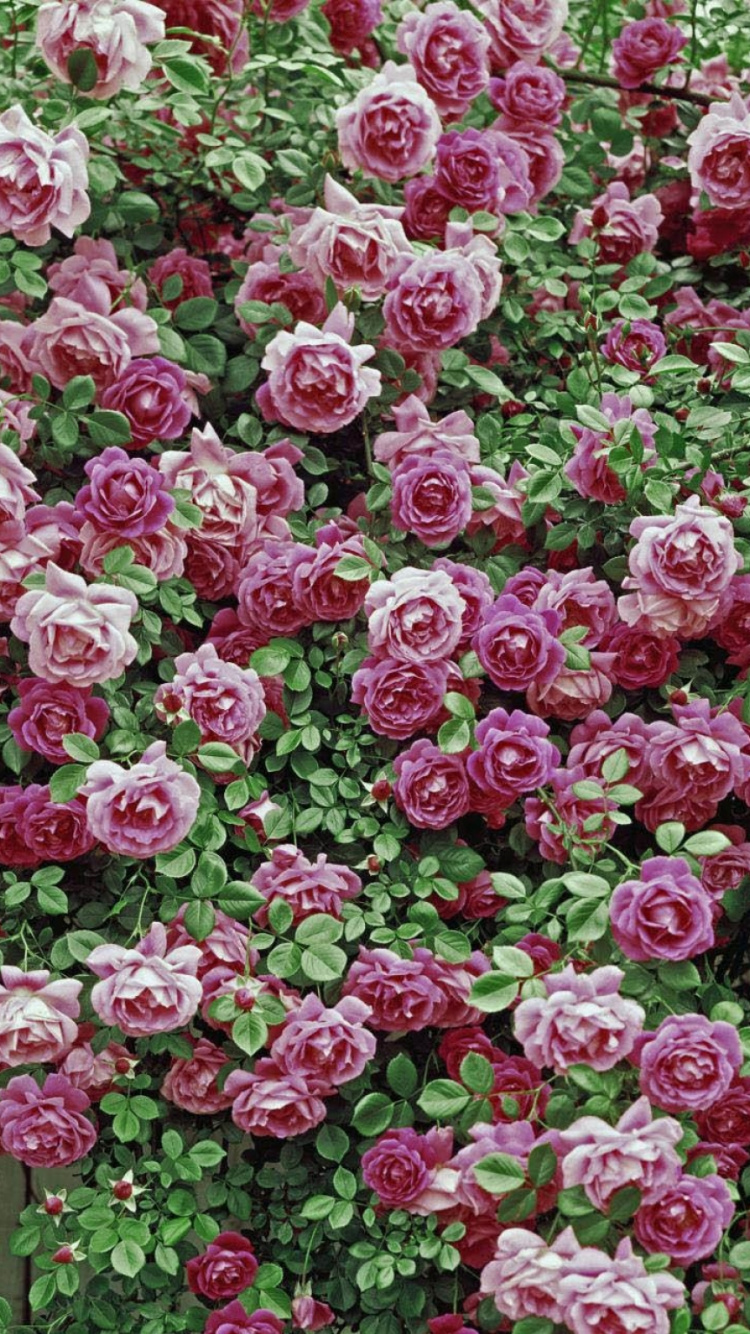 Обои цветковое растение, растение, сад роз, флорибунда, почвопокровная в разрешении 750x1334