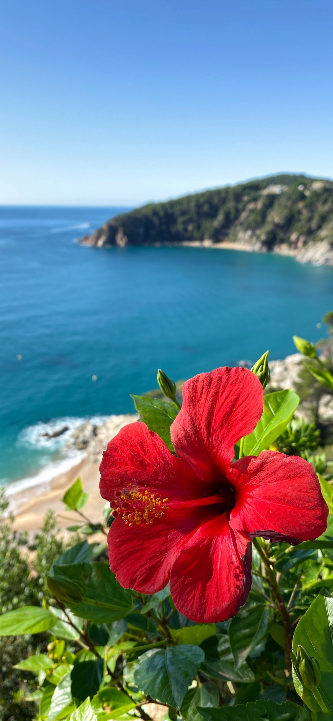 Обои растительность, пейзажи гор, гибискус, мальвы, водоем в разрешении 1125x2436
