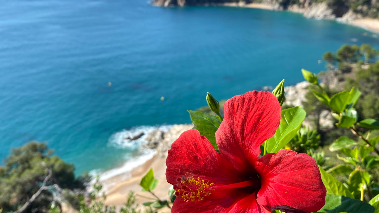 Обои растительность, пейзажи гор, гибискус, мальвы, водоем в разрешении 1280x720