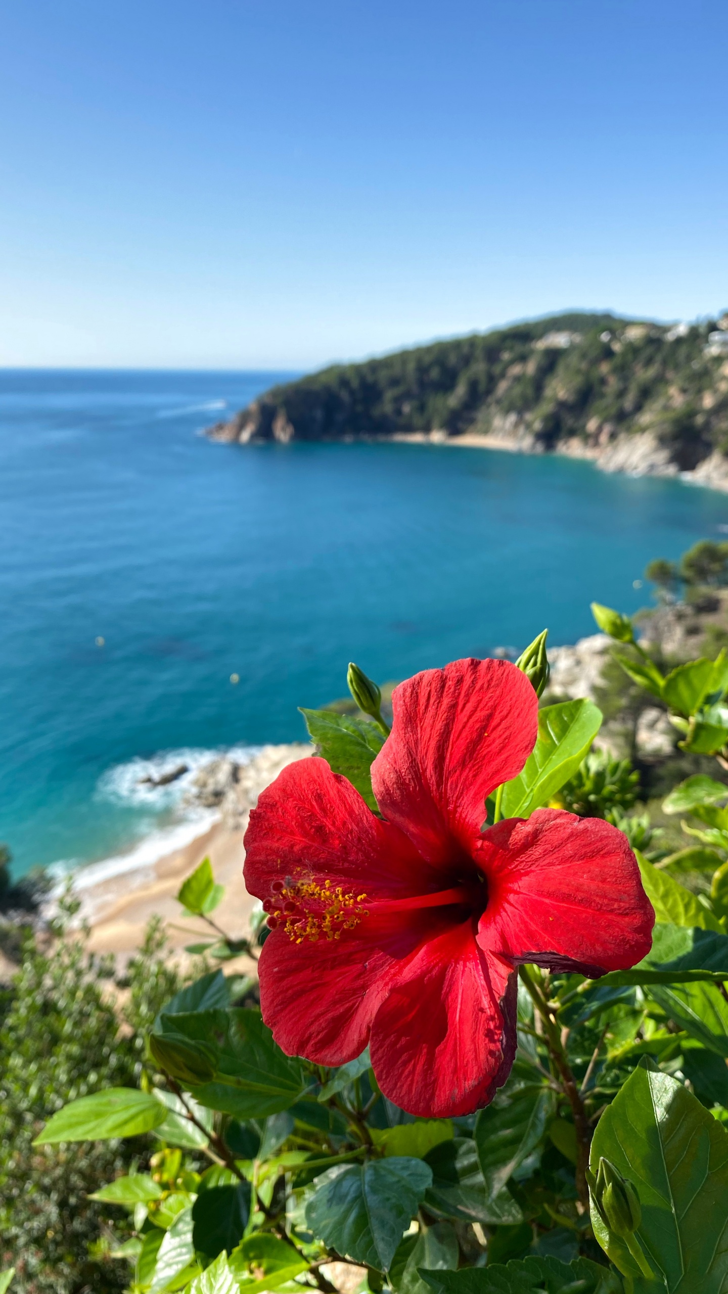 Обои растительность, пейзажи гор, гибискус, мальвы, водоем в разрешении 1440x2560