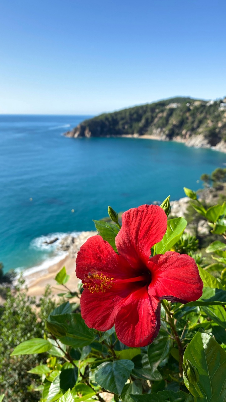 Обои растительность, пейзажи гор, гибискус, мальвы, водоем в разрешении 720x1280