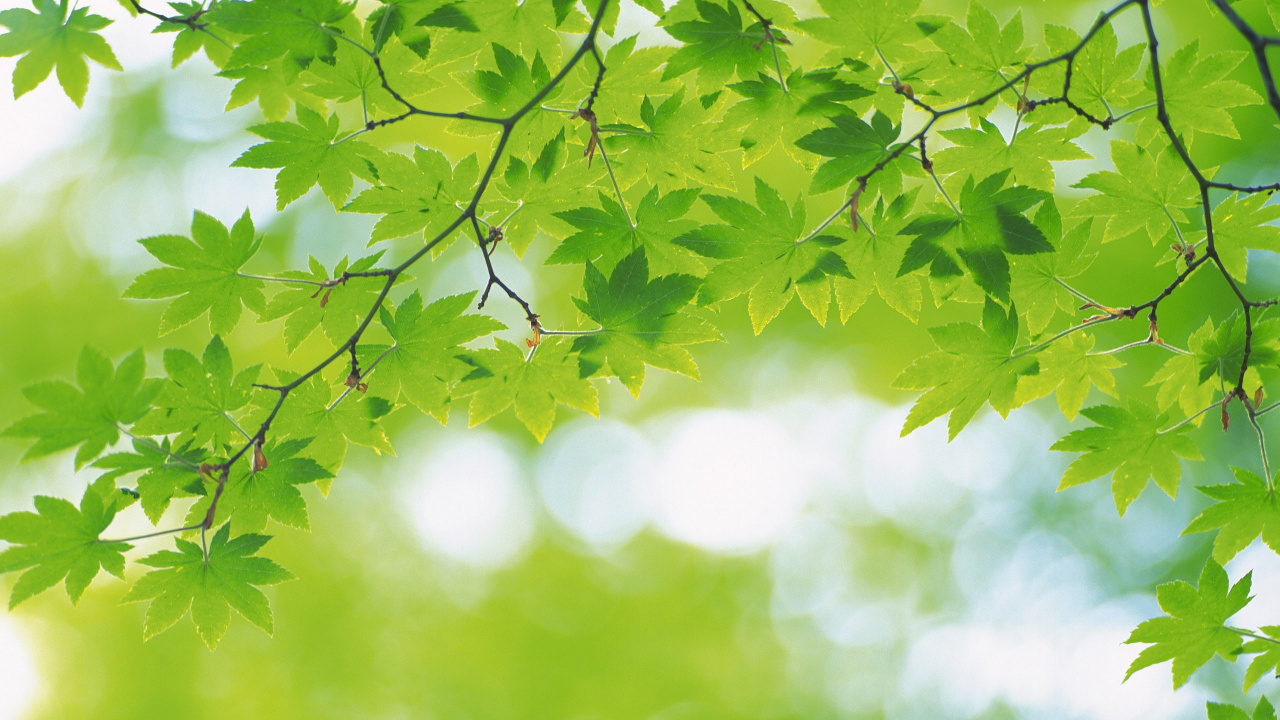 Обои природа, зеленый, лист, дерево, ветвь в разрешении 1280x720