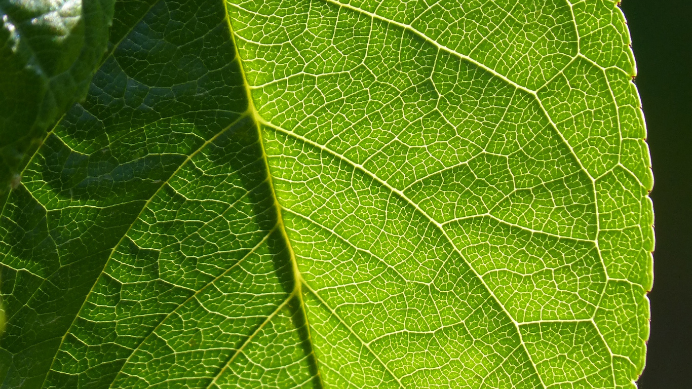 Обои лист, растение, фитопатология, высокое качество текстур, отделка поверхности в разрешении 1366x768