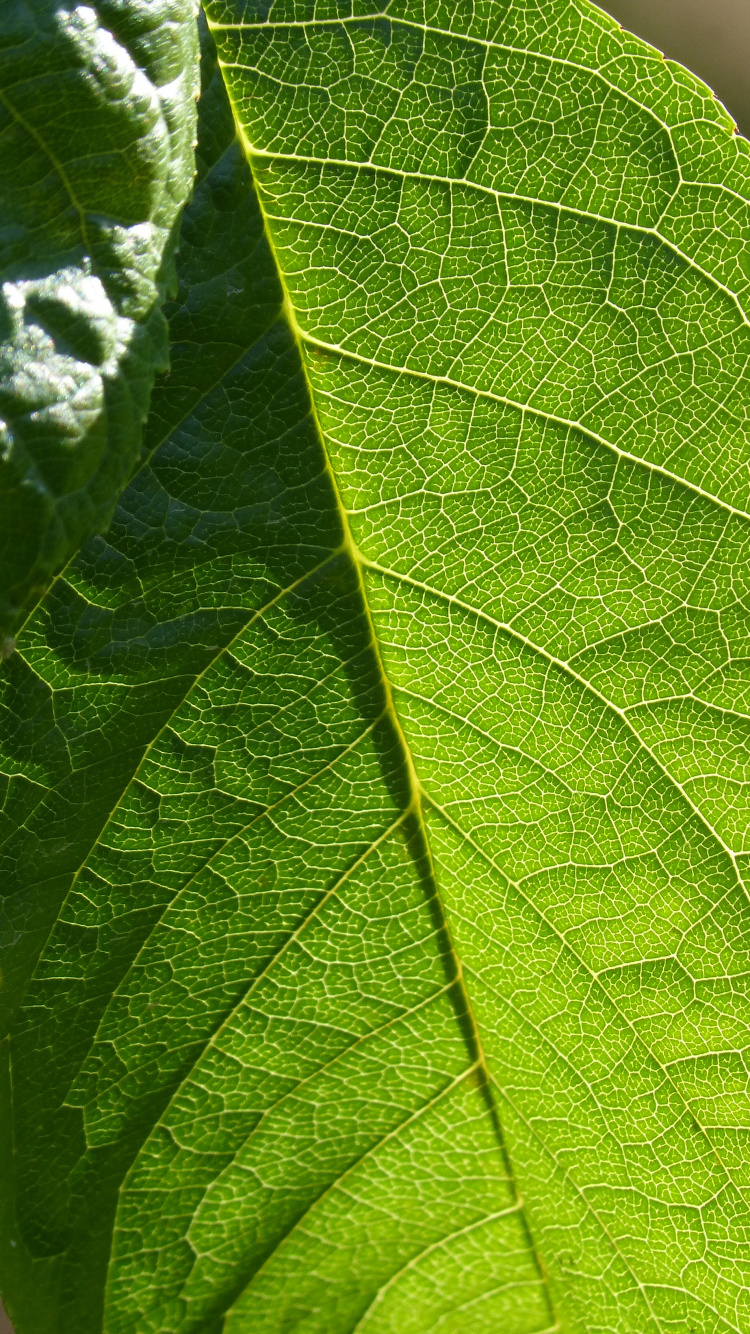 Обои лист, растение, фитопатология, высокое качество текстур, отделка поверхности в разрешении 750x1334