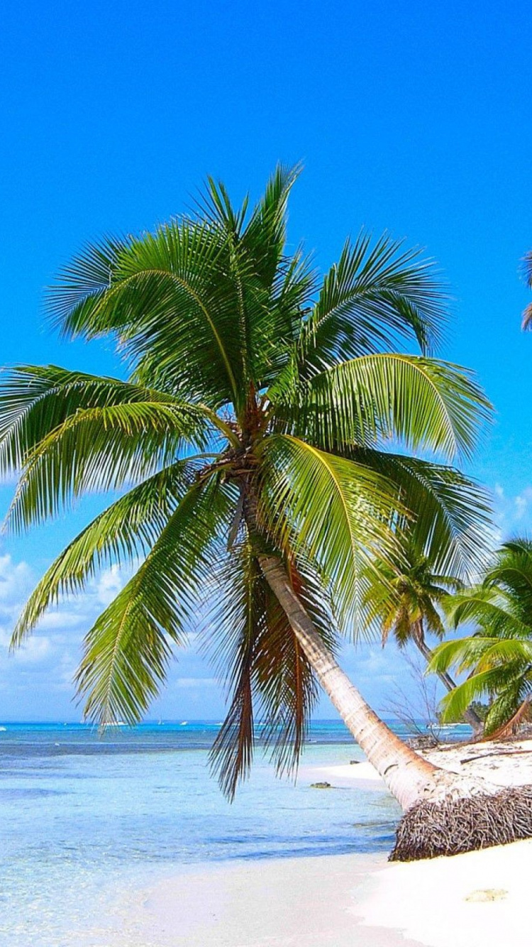 Обои Пунта-Кана, Флаг Доминиканской Республики, тропическая зона, Пальма, Карибский бассейн в разрешении 750x1334