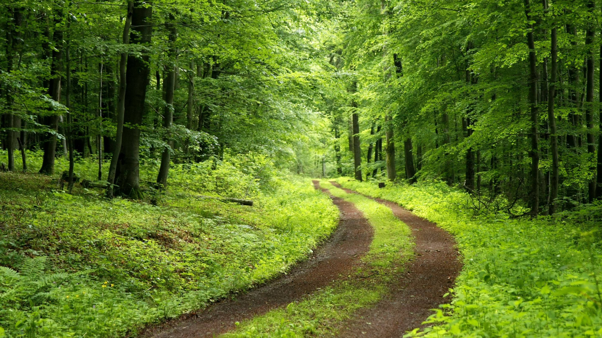 Обои лес, природа, природный заповедник, растительность, лесистая местность в разрешении 1920x1080