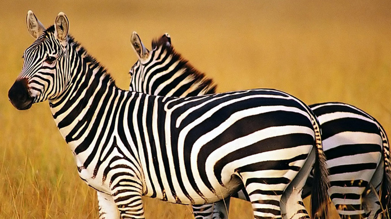 Обои зебра, наземные животные, живая природа, сенокосное угодье, Саванна в разрешении 1366x768