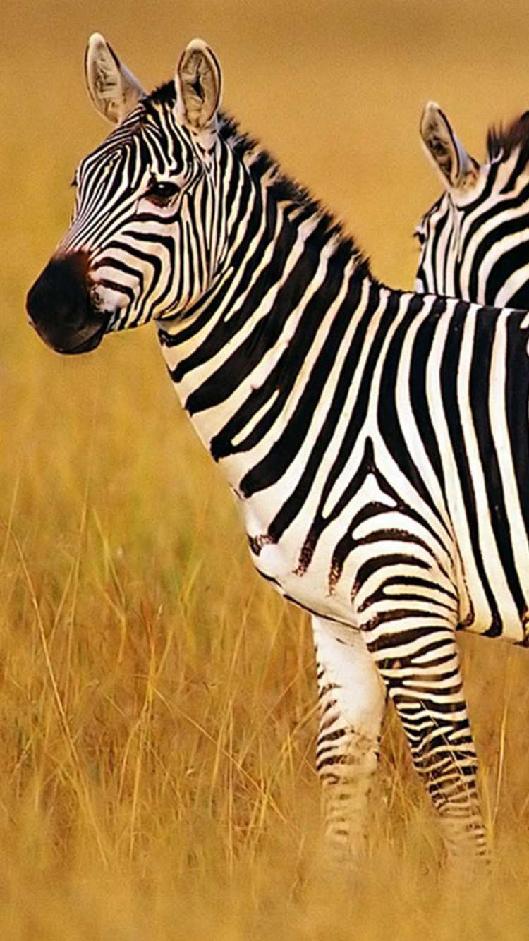 Обои зебра, наземные животные, живая природа, сенокосное угодье, Саванна в разрешении 750x1334