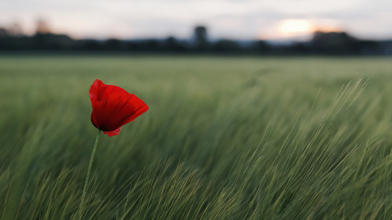 Обои поле, природный ландшафт, сенокосное угодье, пейзаж, небо в разрешении 1280x720