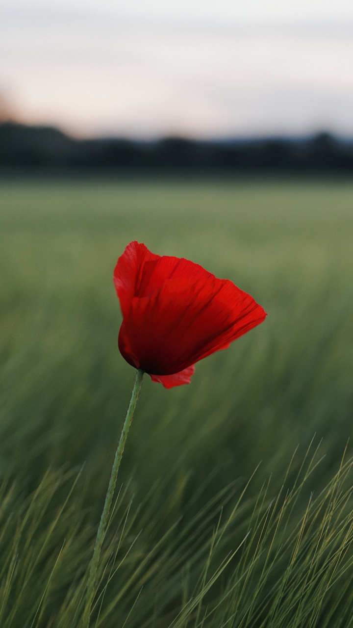 Обои поле, природный ландшафт, сенокосное угодье, пейзаж, небо в разрешении 720x1280