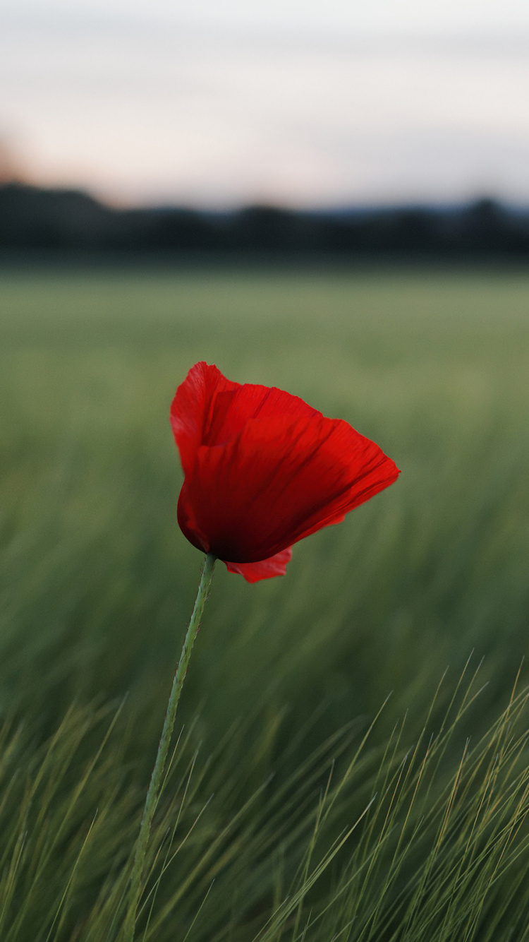 Обои поле, природный ландшафт, сенокосное угодье, пейзаж, небо в разрешении 750x1334