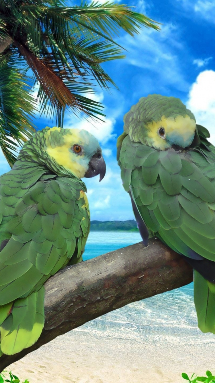 Обои пляж, побережье, море, птица, попугай в разрешении 750x1334