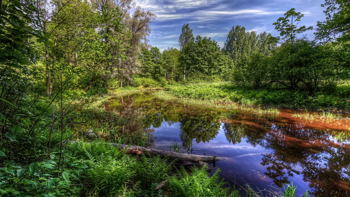 Обои Санкт-Петербург природа, природа, отражение, вода, природный заповедник в разрешении 1366x768
