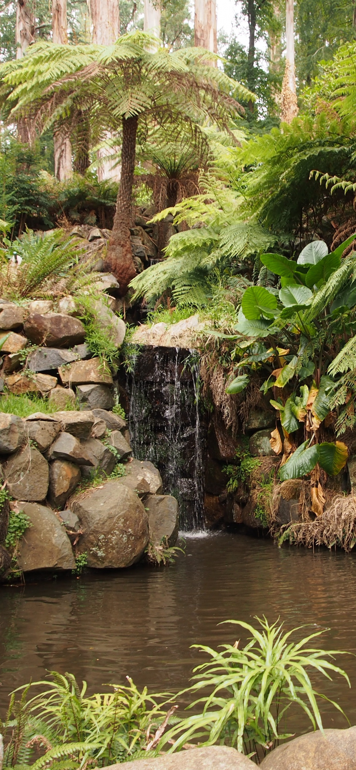 Обои Альфред Николай Мемориальный Сад, Ботанический сад, сад, природа, растительность в разрешении 1242x2688