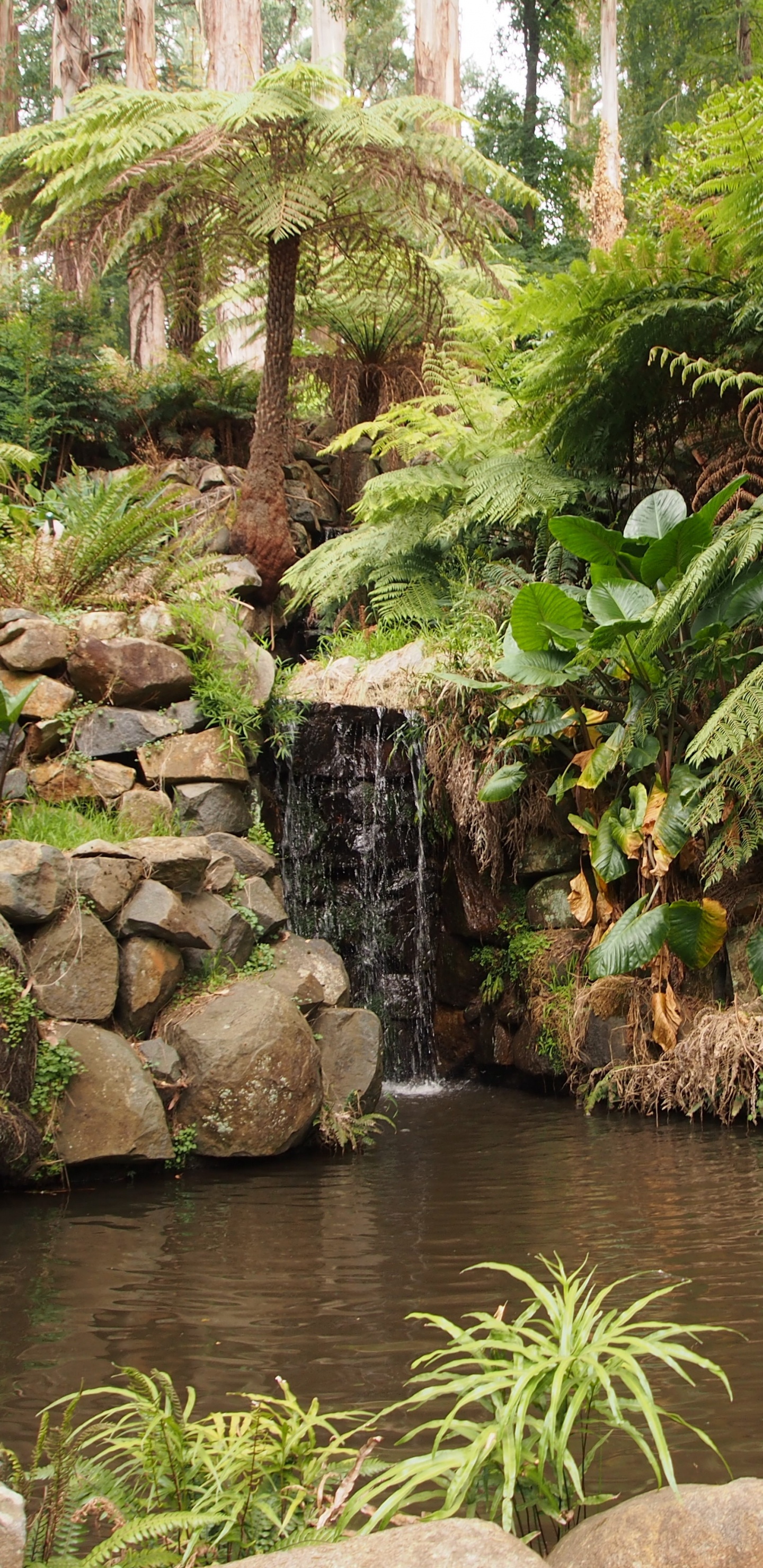 Обои Альфред Николай Мемориальный Сад, Ботанический сад, сад, природа, растительность в разрешении 1440x2960