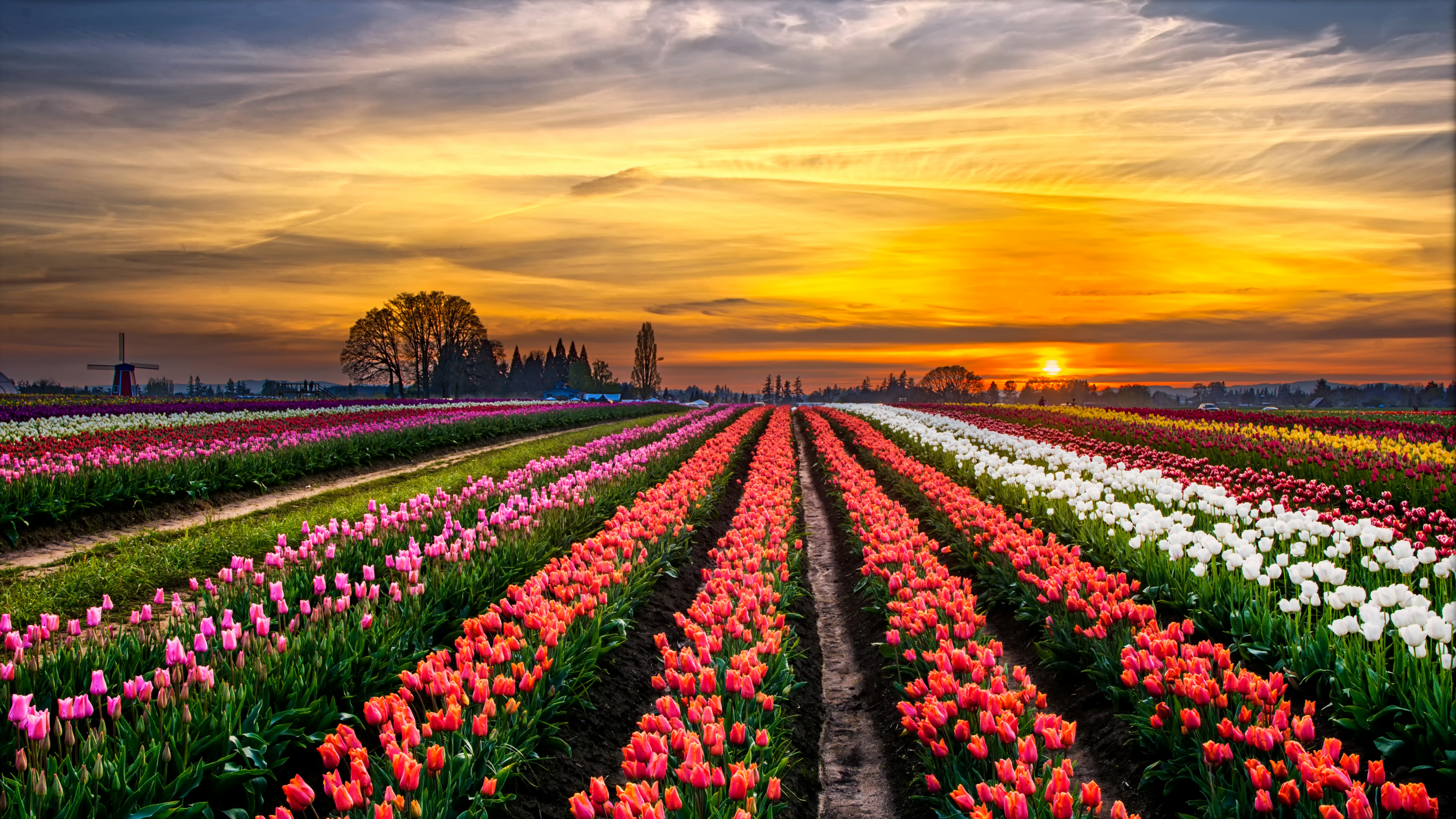 Обои тюльпаны, цветок, поле, растение, весна в разрешении 3840x2160