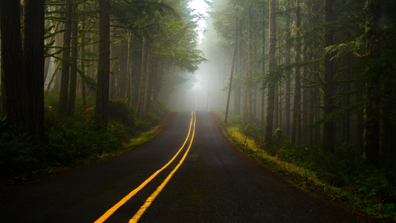 Обои лес, дорога, природа, дерево, утро в разрешении 1366x768