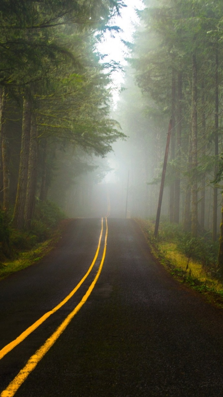 Обои лес, дорога, природа, дерево, утро в разрешении 720x1280