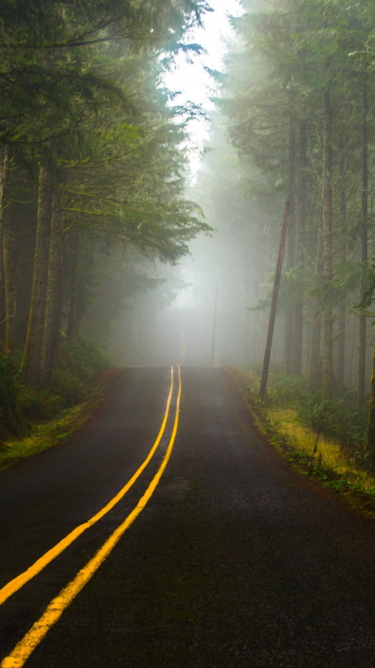 Обои лес, дорога, природа, дерево, утро в разрешении 750x1334