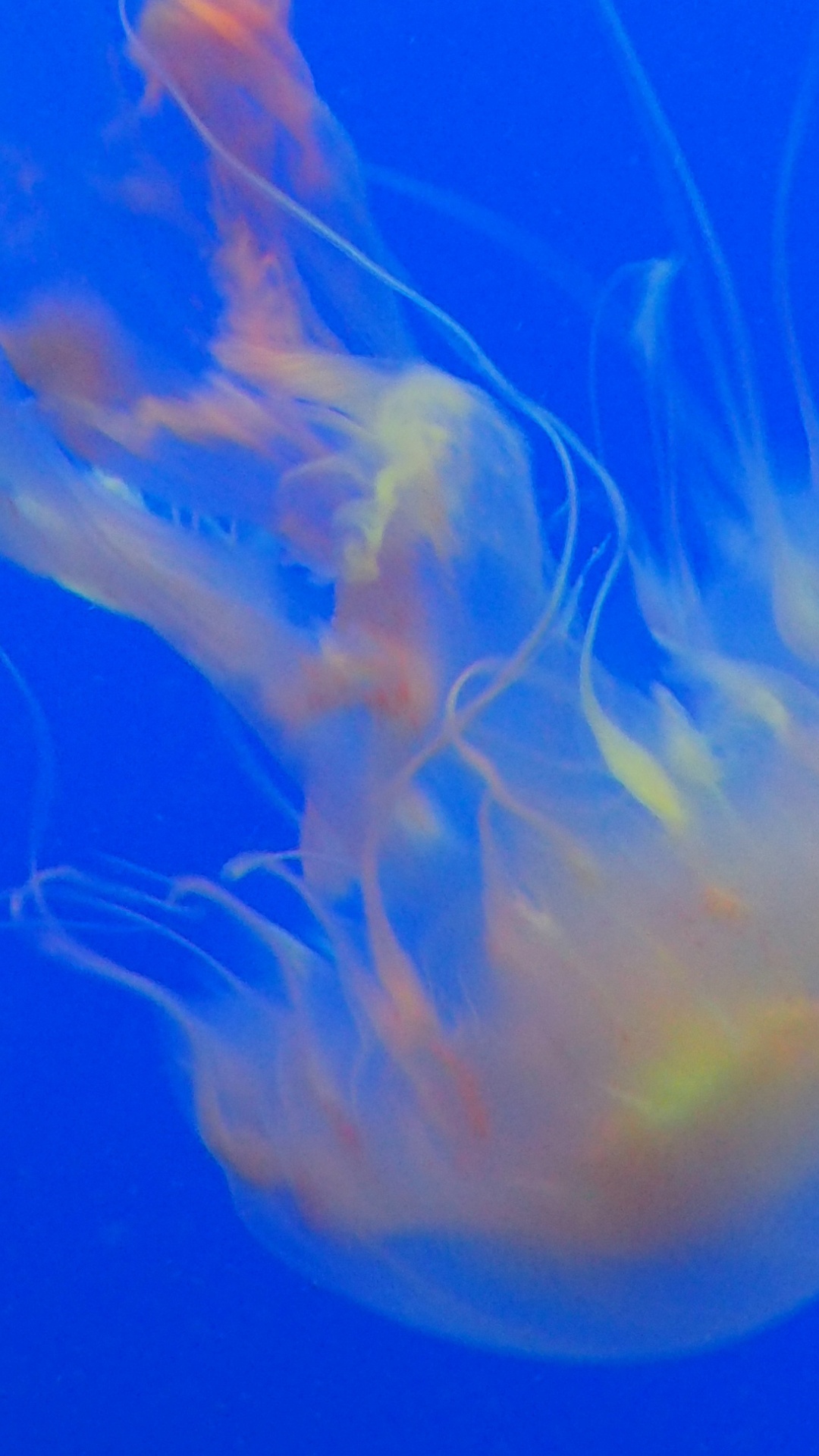 Обои Медуза, синий, cnidaria, морские беспозвоночные, морская биология в разрешении 1080x1920