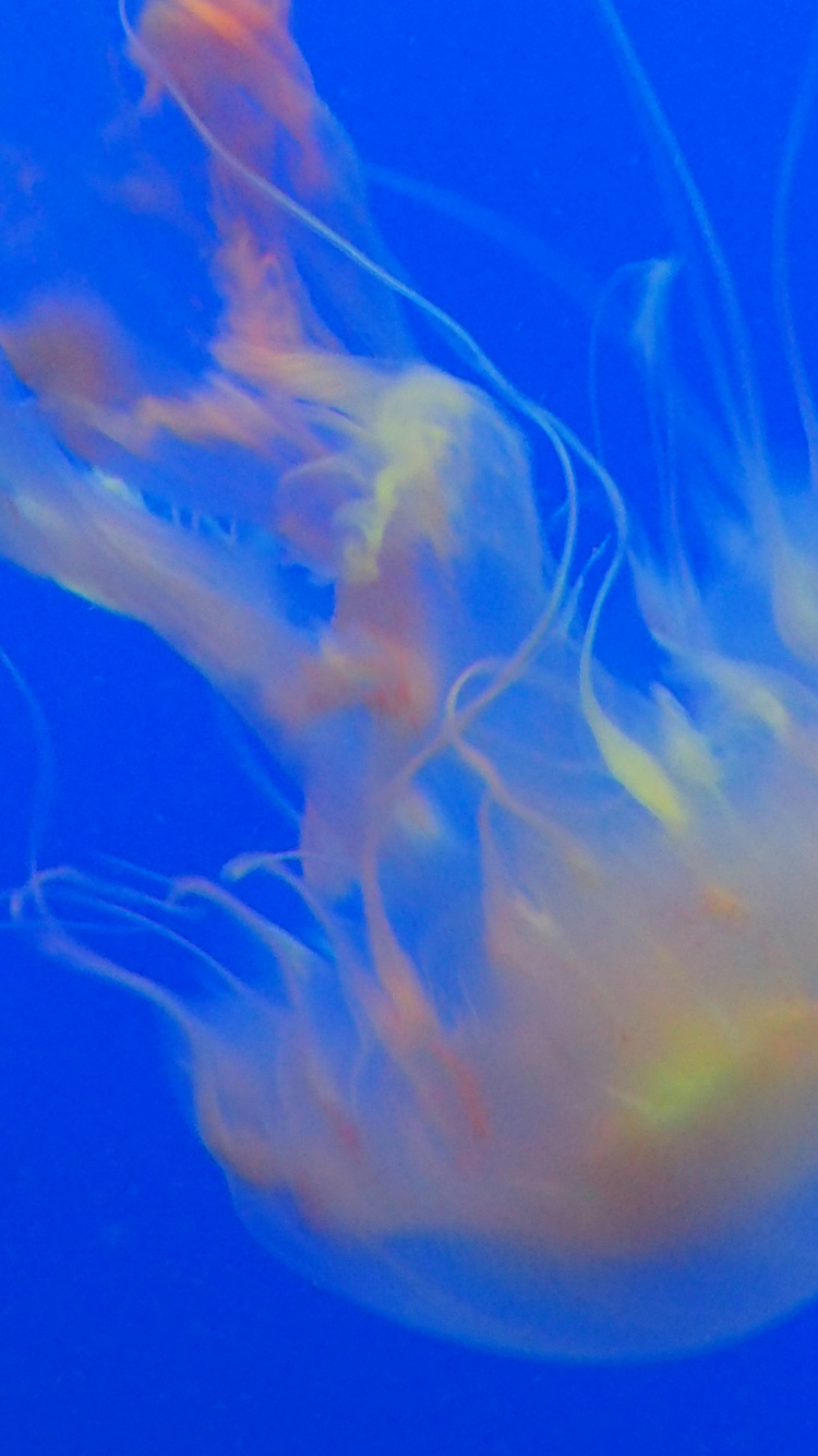 Обои Медуза, синий, cnidaria, морские беспозвоночные, морская биология в разрешении 750x1334