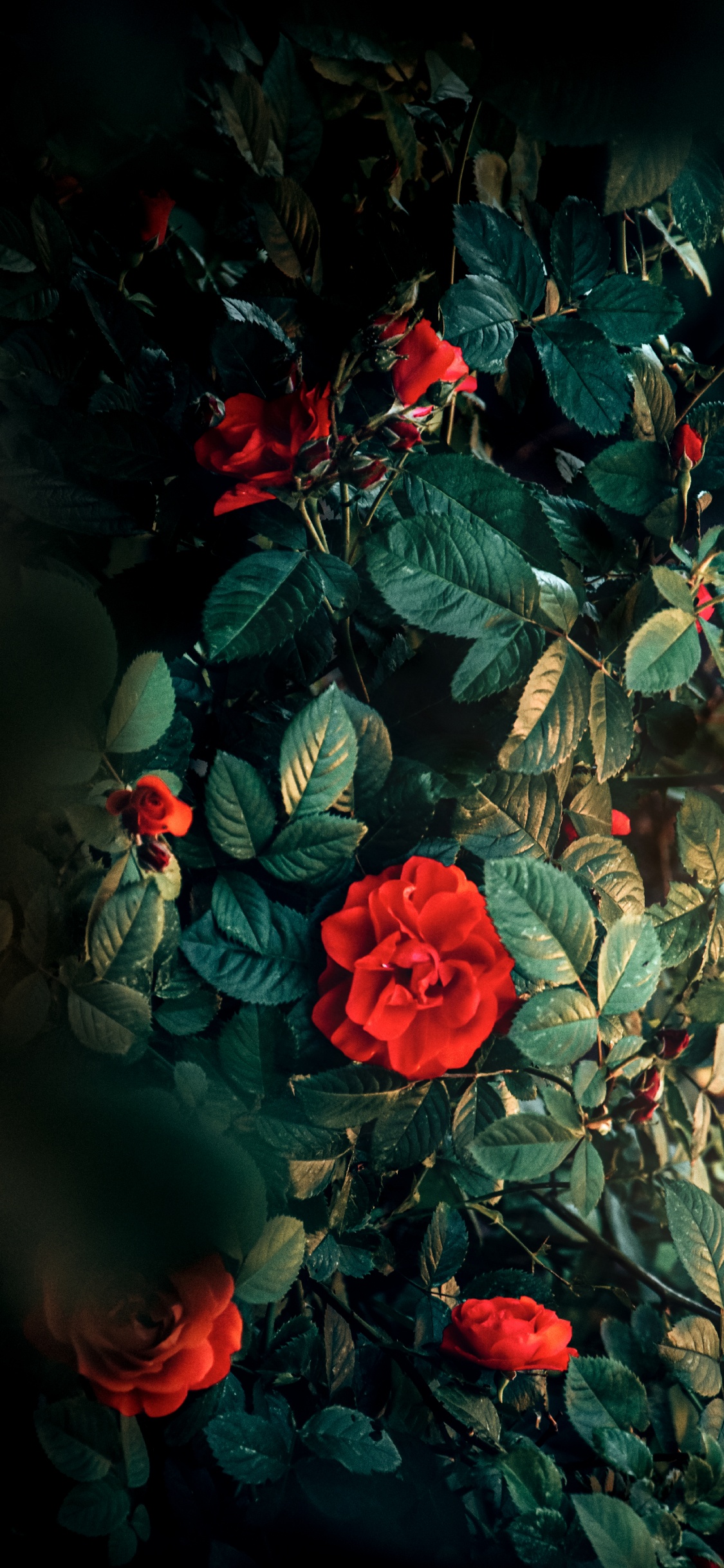 Обои Флора, висгун - социальная сеть, цветок, растение, лепесток в разрешении 1125x2436