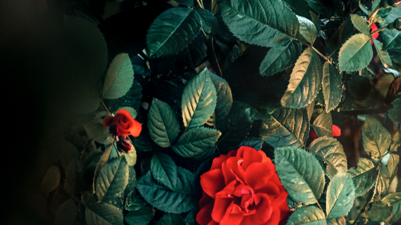 Обои Флора, висгун - социальная сеть, цветок, растение, лепесток в разрешении 1366x768