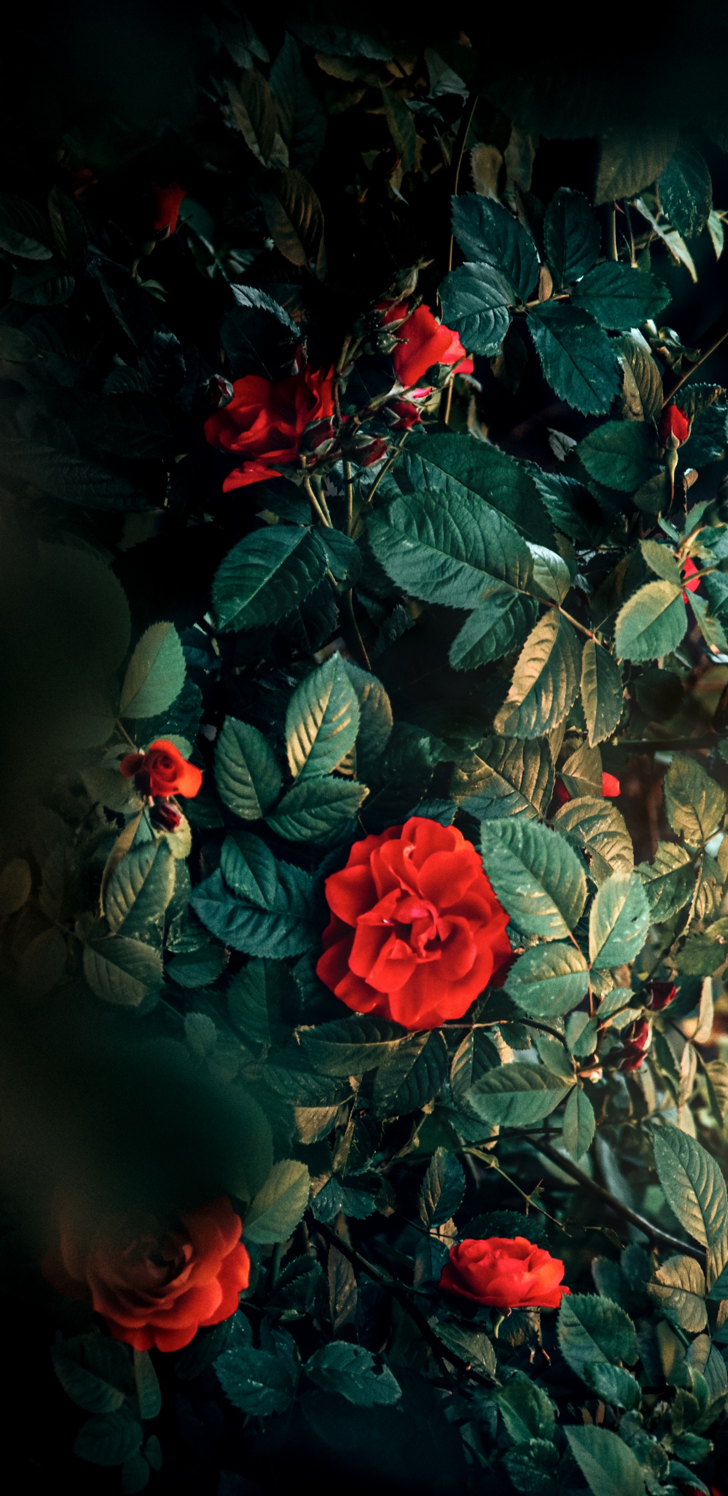 Обои Флора, висгун - социальная сеть, цветок, растение, лепесток в разрешении 1440x2960