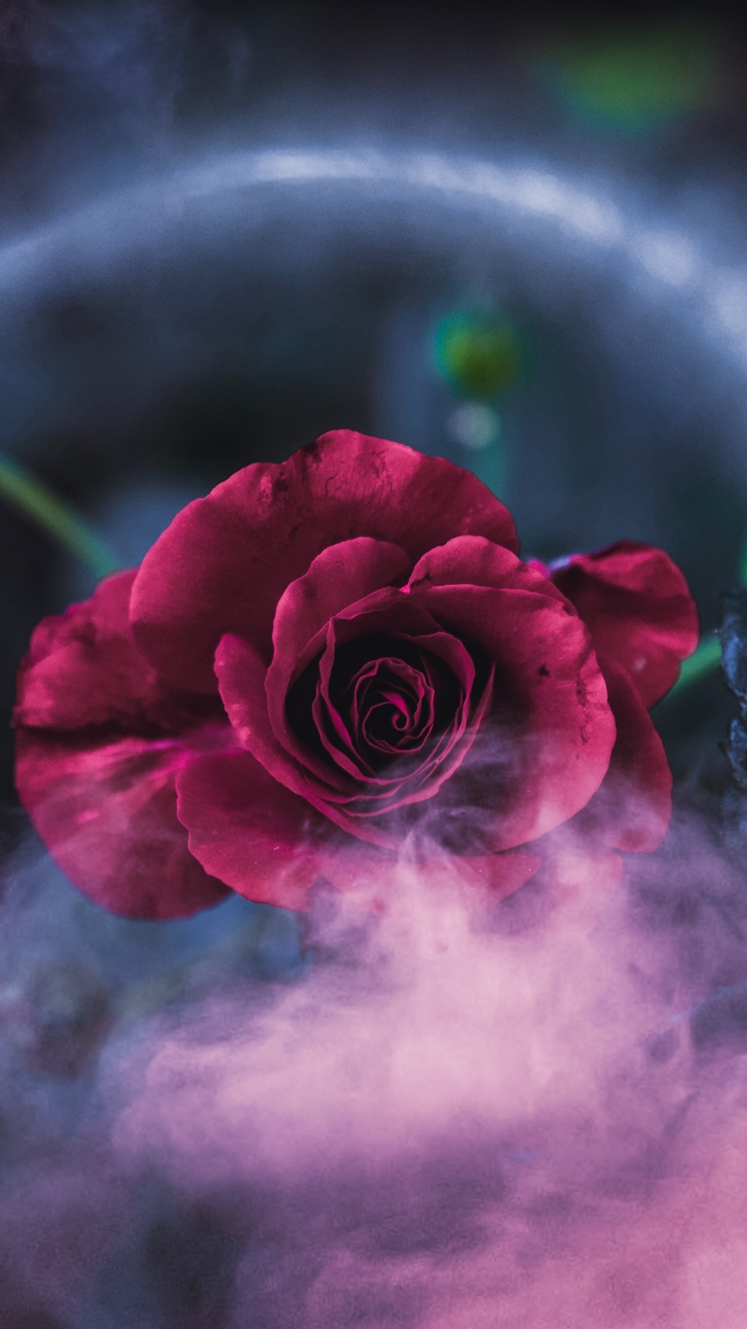 Обои Роза, красный цвет, природа, розовый, лепесток в разрешении 1080x1920