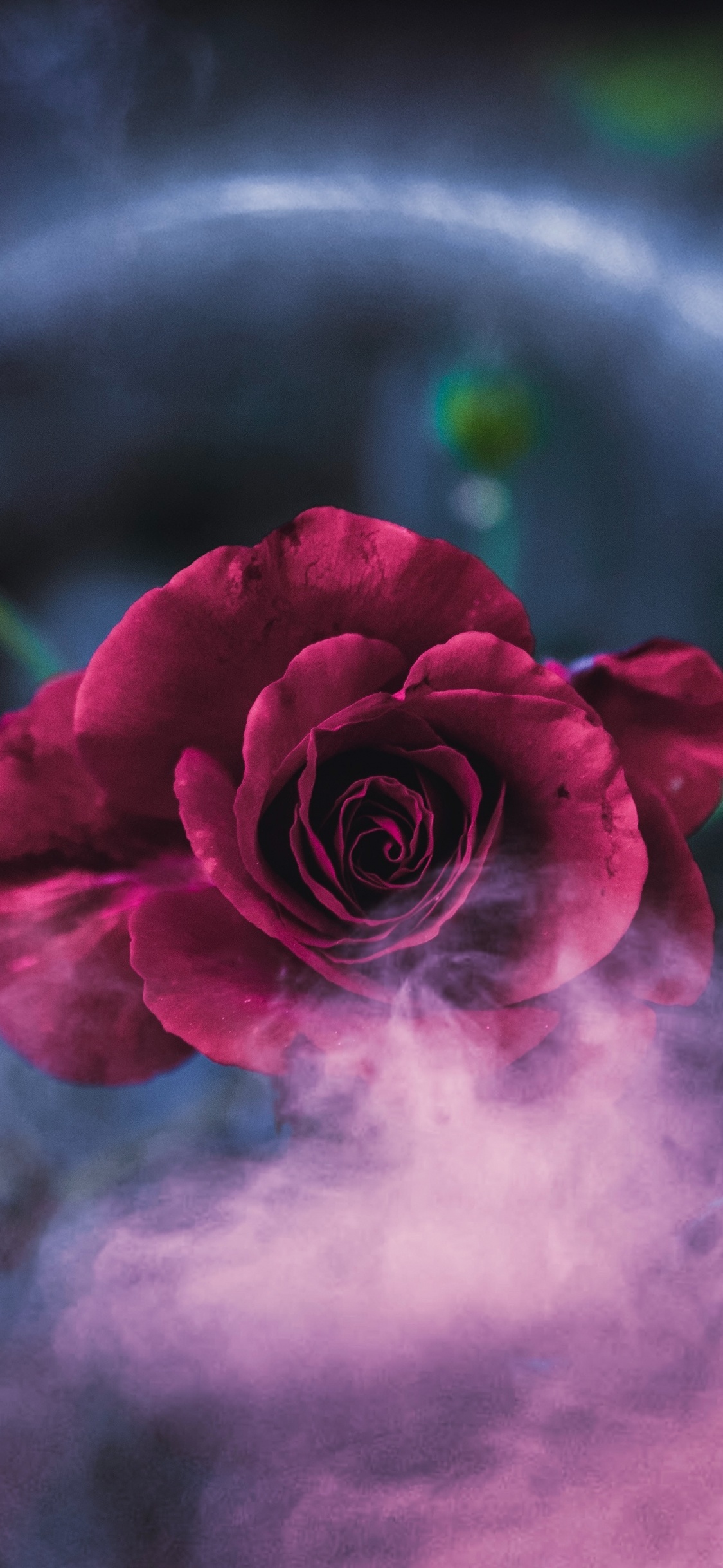 Обои Роза, красный цвет, природа, розовый, лепесток в разрешении 1125x2436