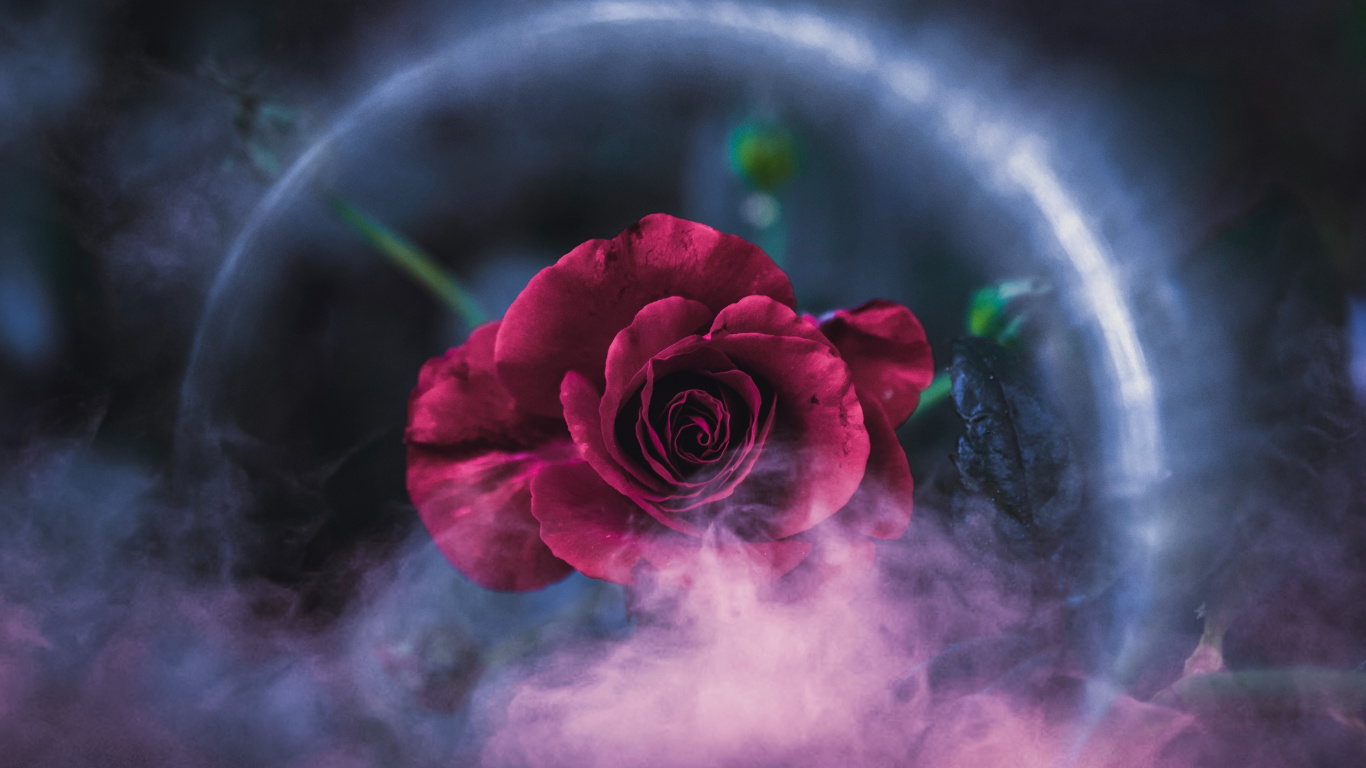 Обои Роза, красный цвет, природа, розовый, лепесток в разрешении 1366x768