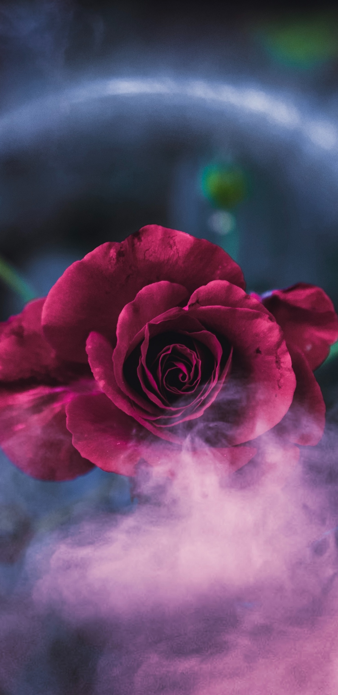 Обои Роза, красный цвет, природа, розовый, лепесток в разрешении 1440x2960