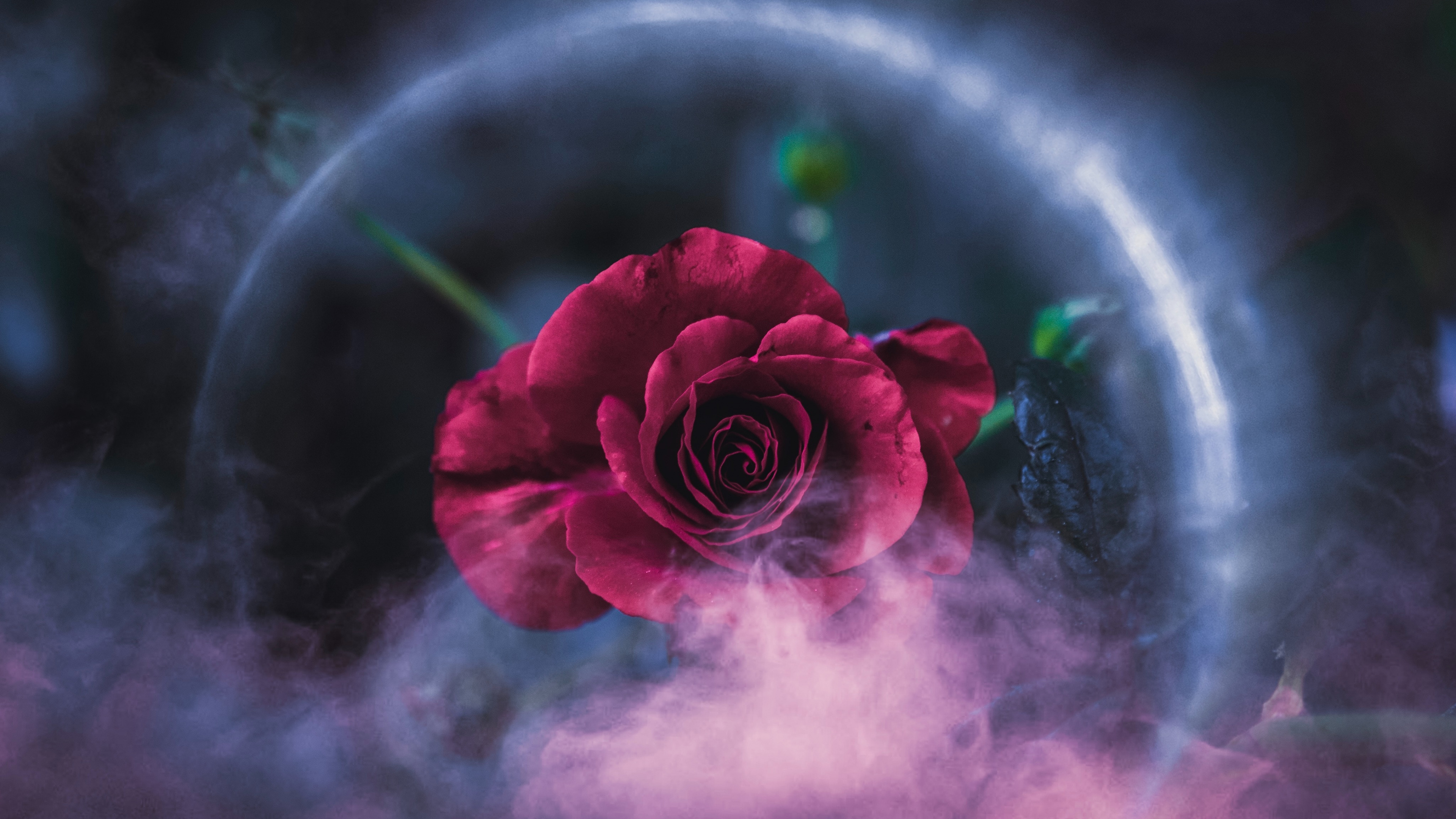 Обои Роза, красный цвет, природа, розовый, лепесток в разрешении 3840x2160