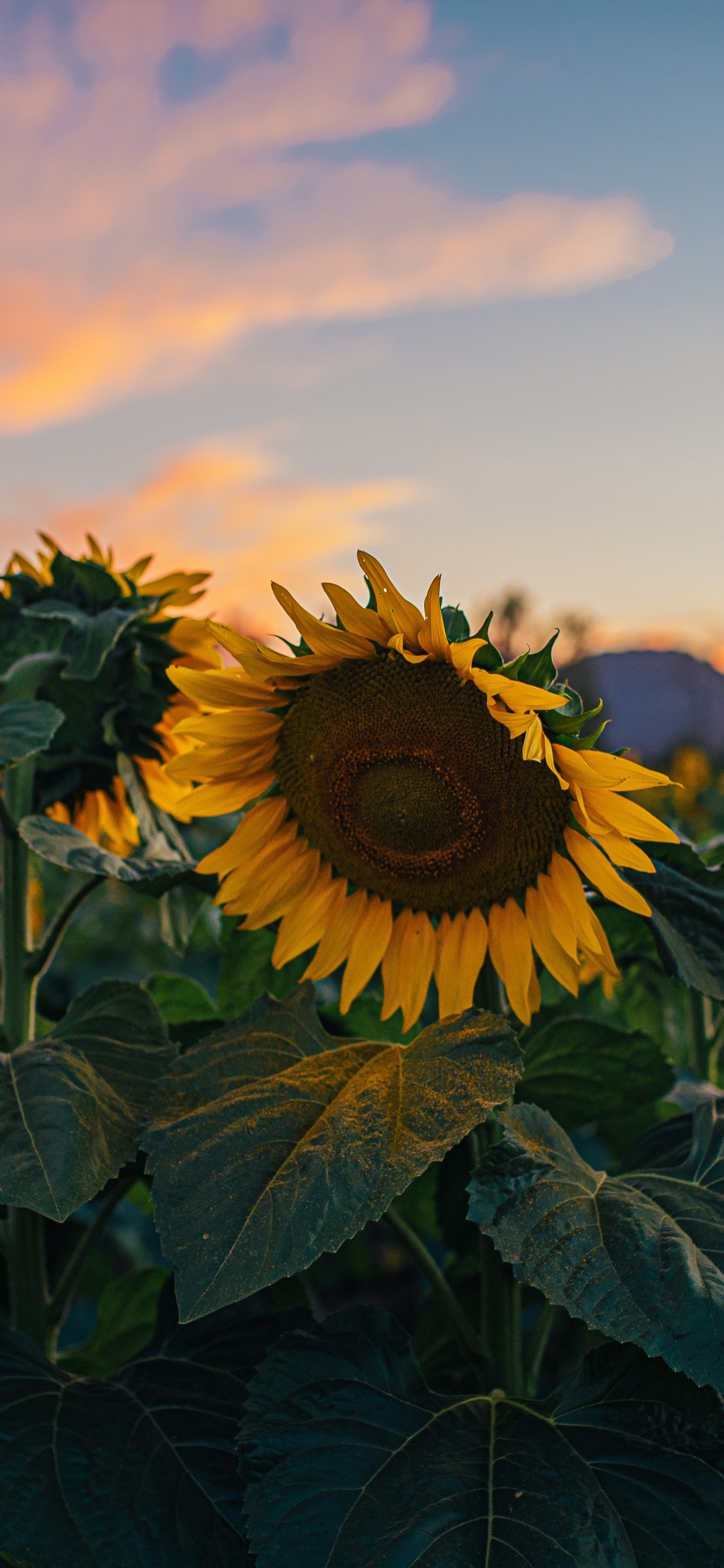 Обои цветок, подсолнечник, общие подсолнуха, растение, облако в разрешении 1125x2436
