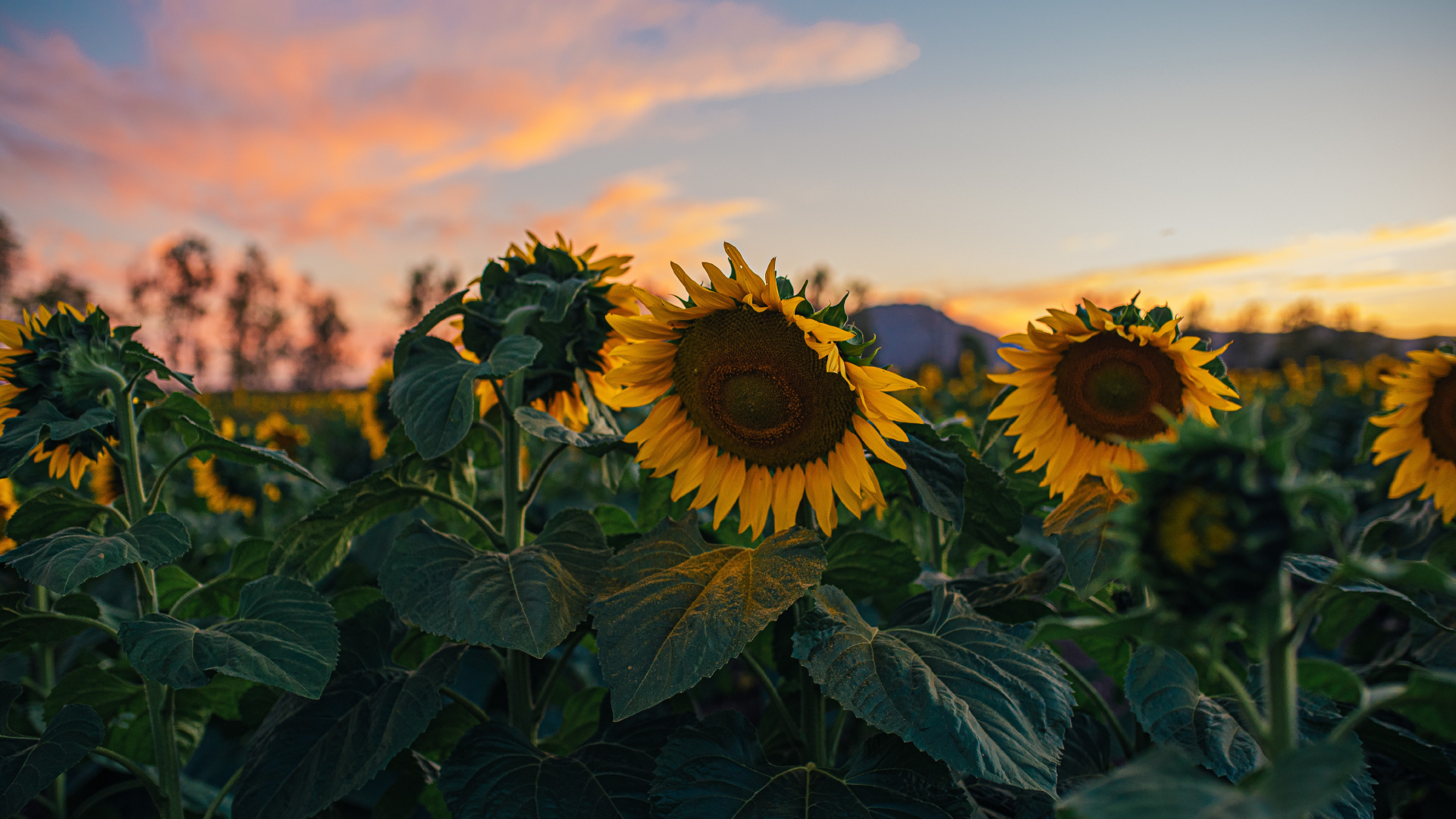 Обои цветок, подсолнечник, общие подсолнуха, растение, облако в разрешении 1920x1080