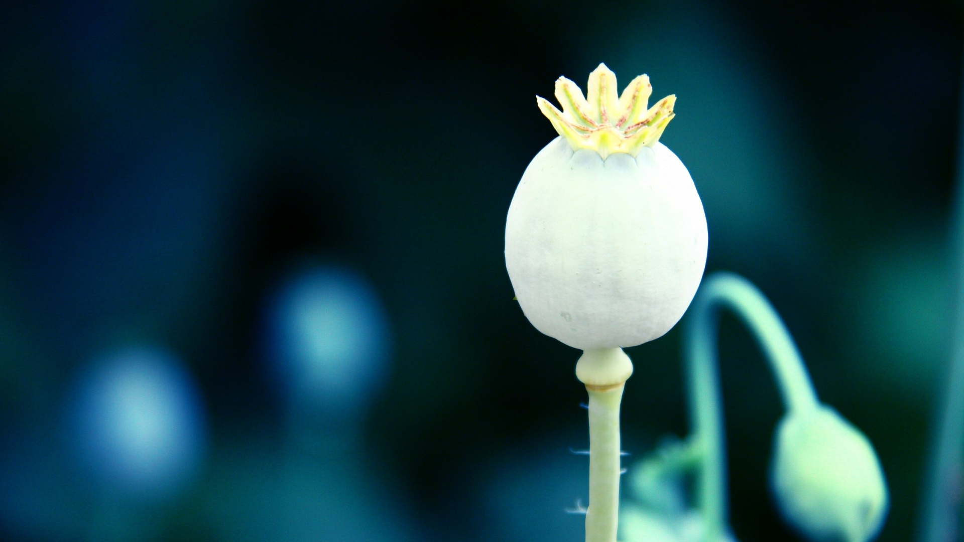 Обои Мак, растение, лепесток, макро фотография, природа в разрешении 1920x1080