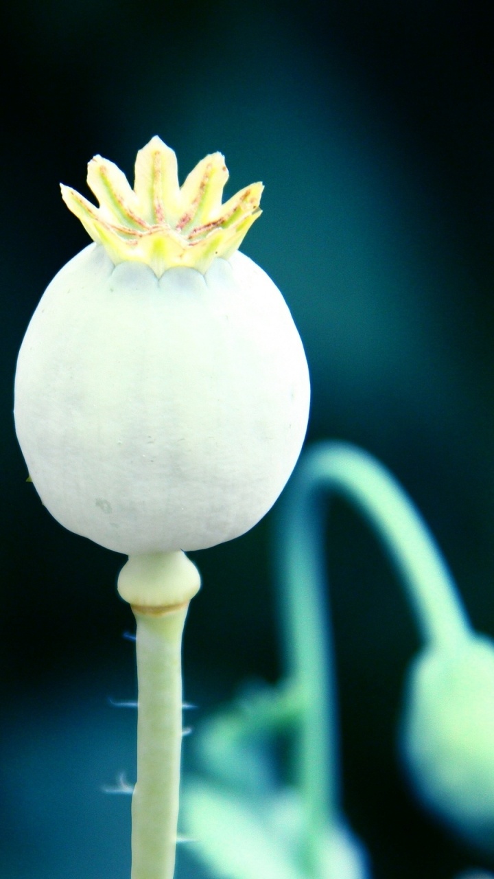 Обои Мак, растение, лепесток, макро фотография, природа в разрешении 720x1280