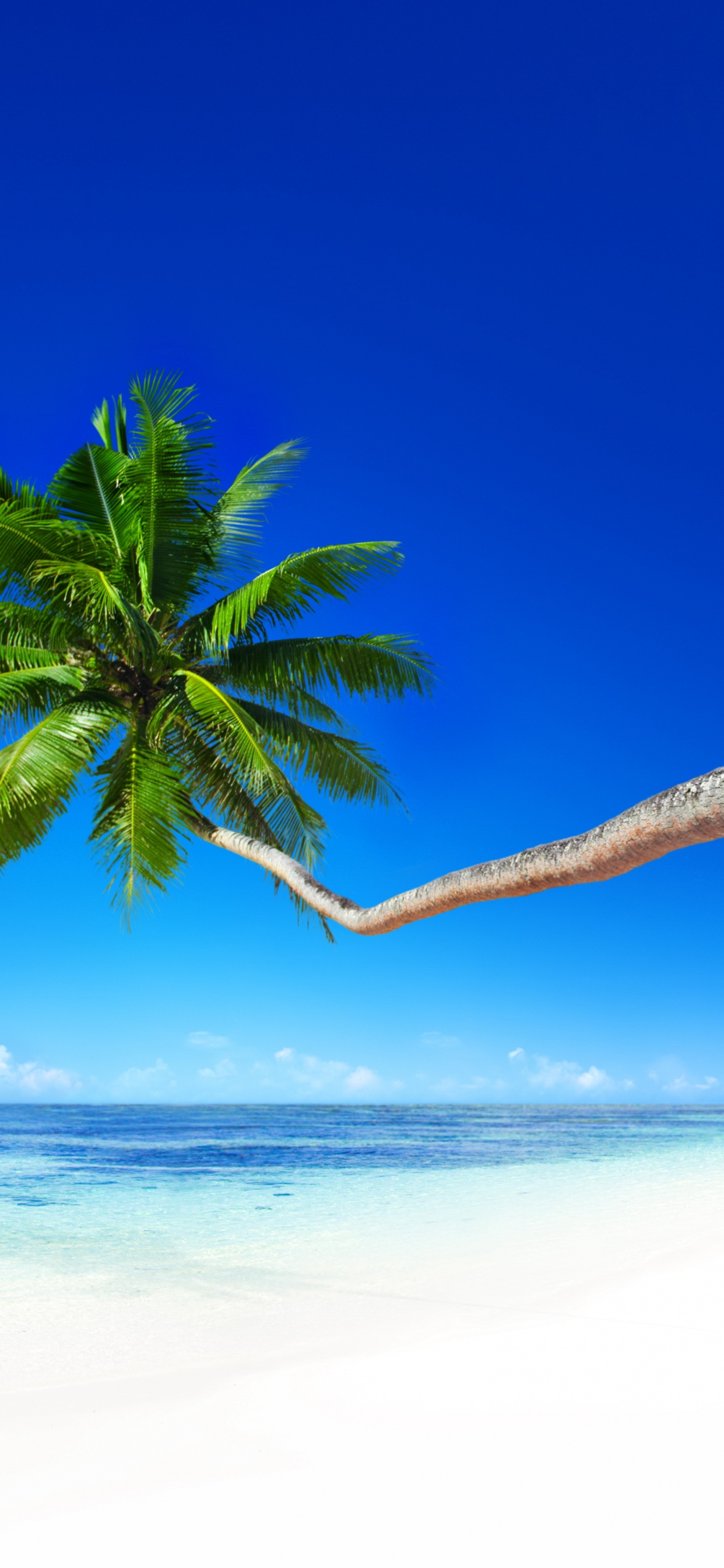 Обои море, пляж, берег, тропическая зона, океан в разрешении 1242x2688