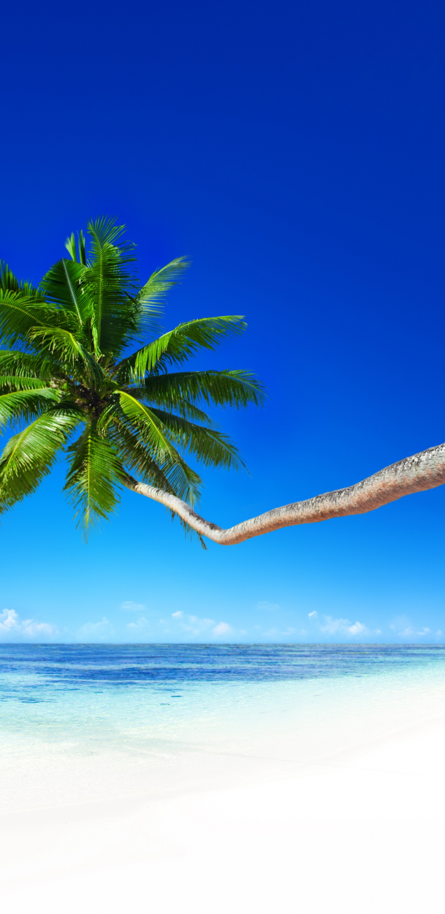 Обои море, пляж, берег, тропическая зона, океан в разрешении 1440x2960