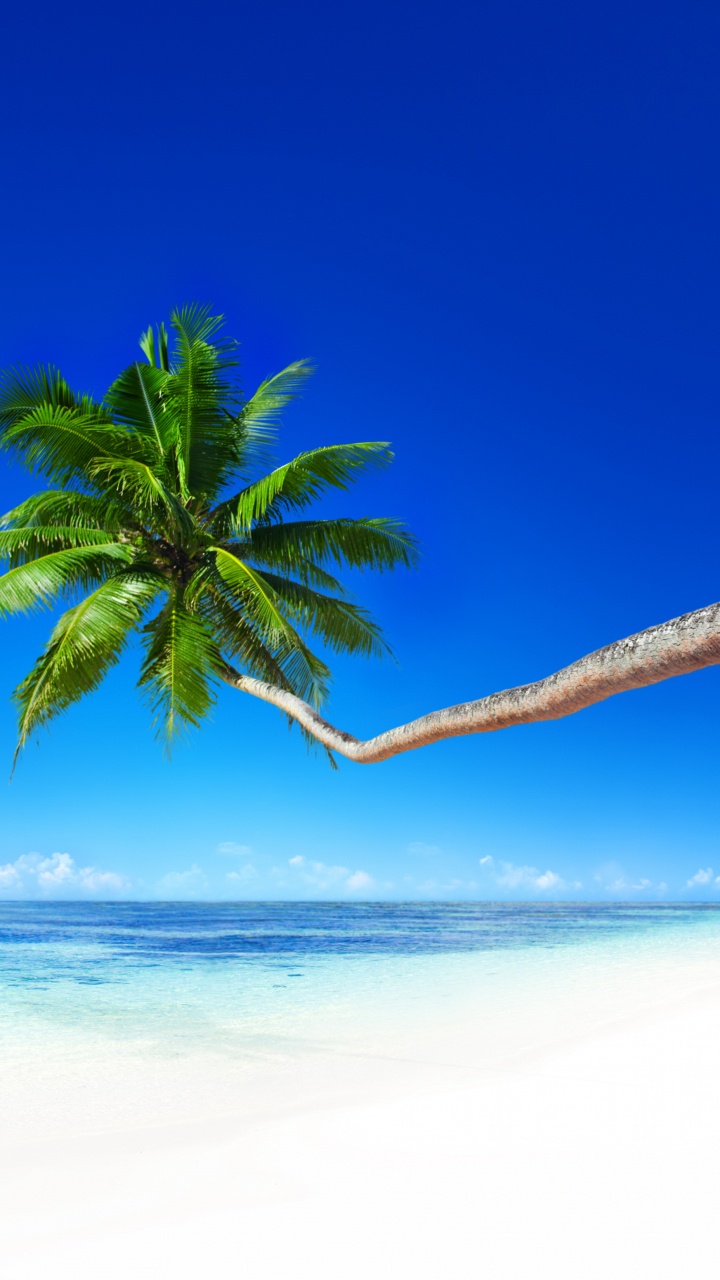 Обои море, пляж, берег, тропическая зона, океан в разрешении 720x1280