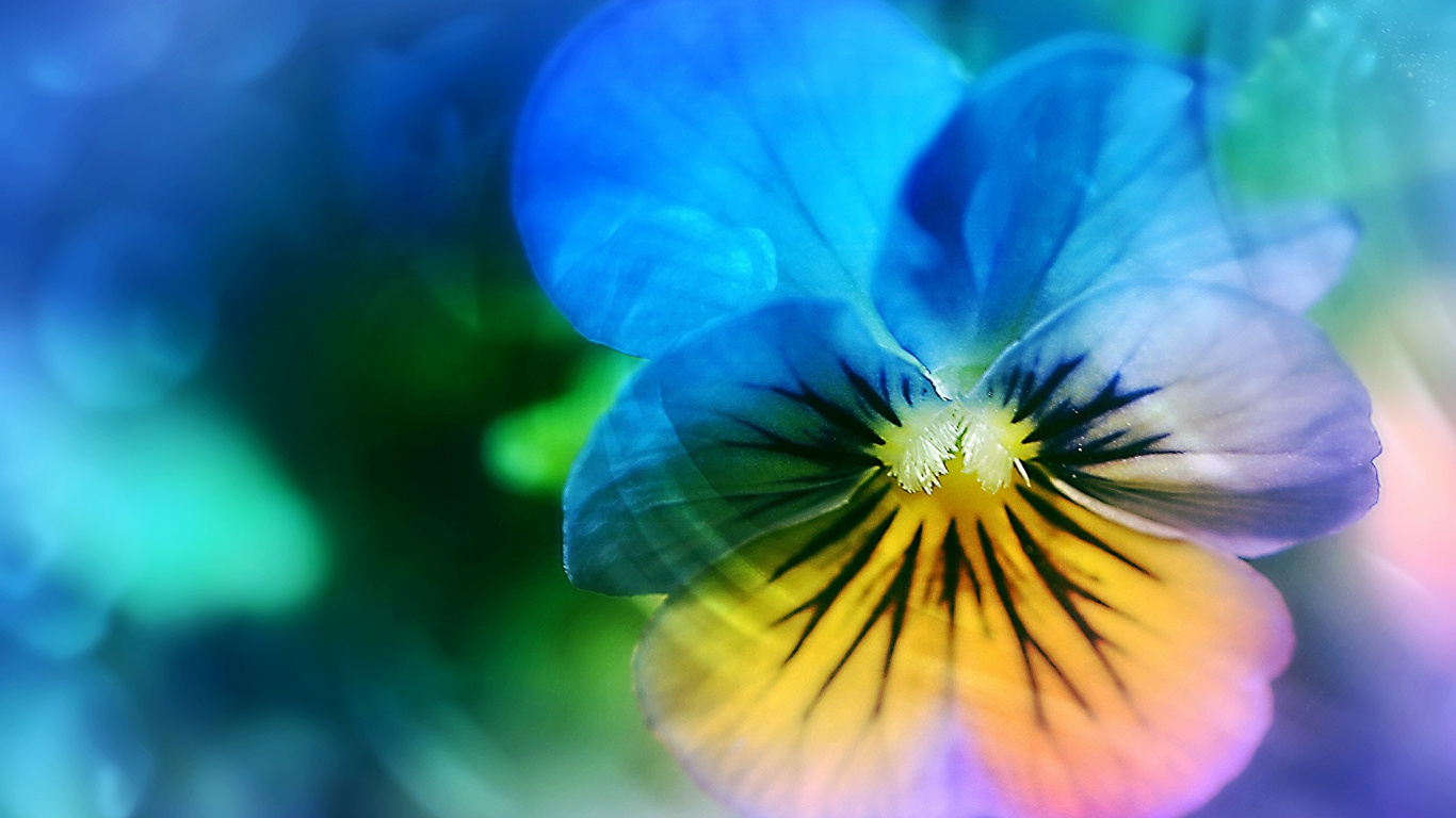 Обои анютины глазки цветок, анютины глазки, Фиолетовый, цветок, цветковое растение в разрешении 1366x768