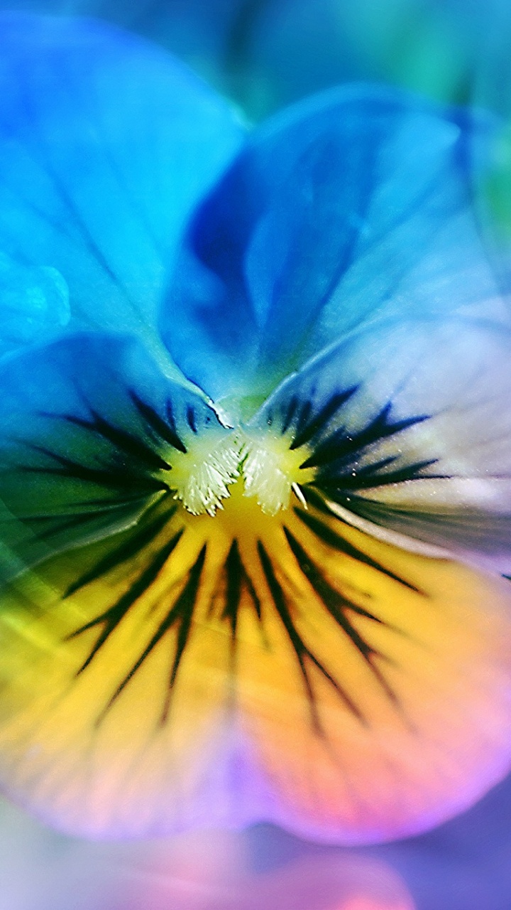 Обои анютины глазки цветок, анютины глазки, Фиолетовый, цветок, цветковое растение в разрешении 720x1280