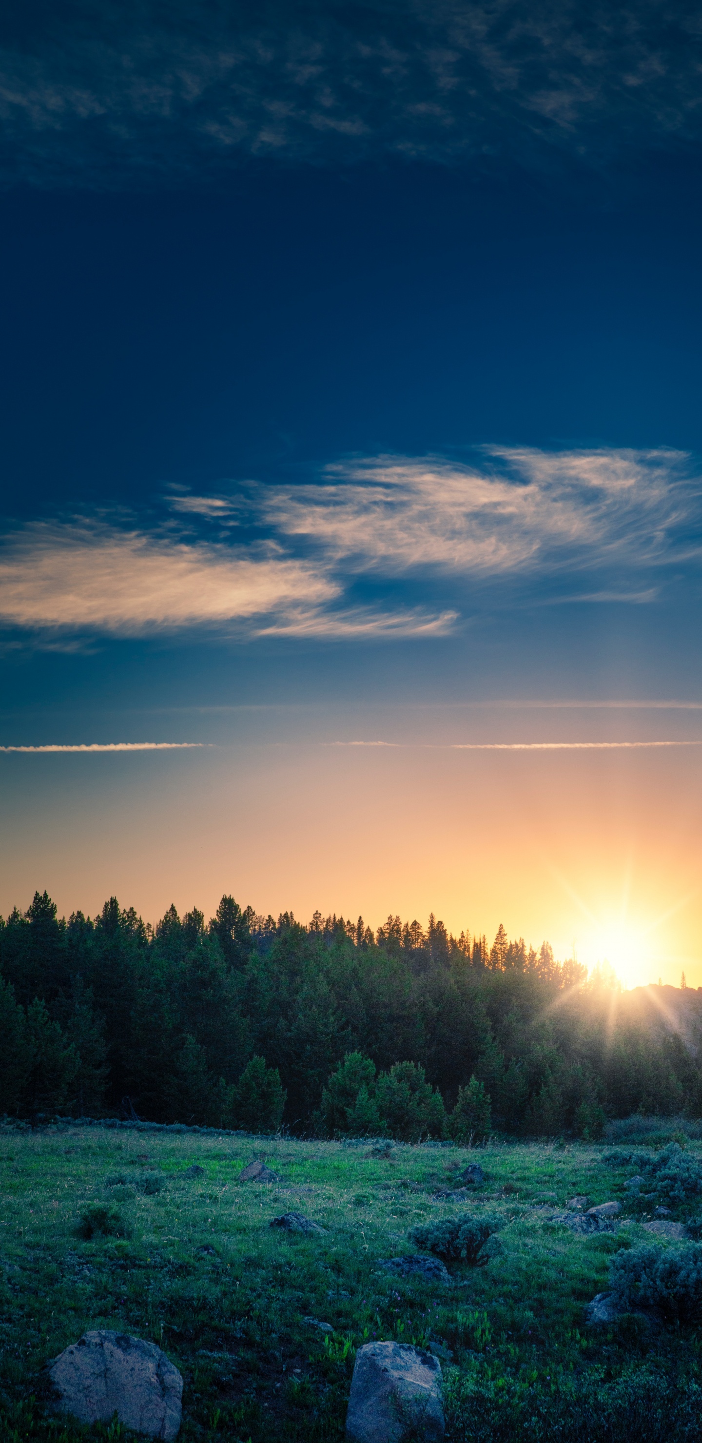 Обои восход солнца, облако, атмосфера, растение, синий в разрешении 1440x2960