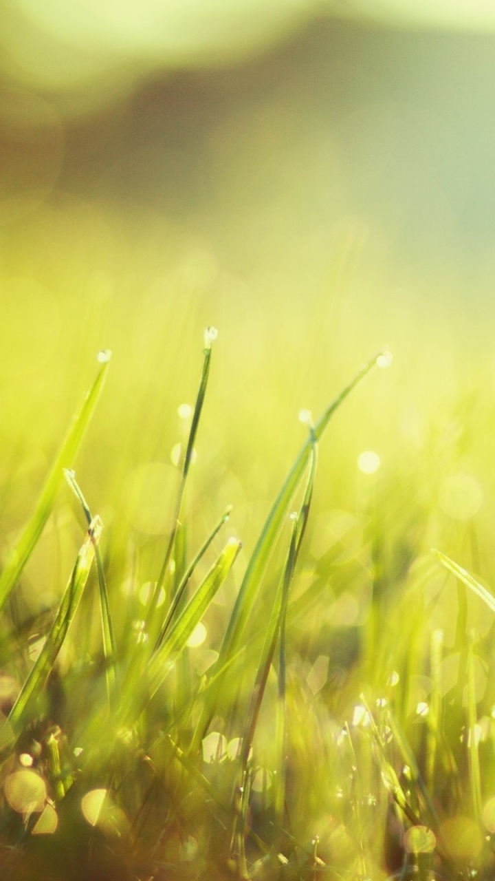 Обои зеленый, вода, растительность, солнечный свет, крупный план в разрешении 720x1280