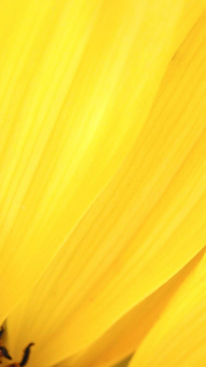 Обои лепесток, цветок, желтый, семья ромашек, небо в разрешении 720x1280