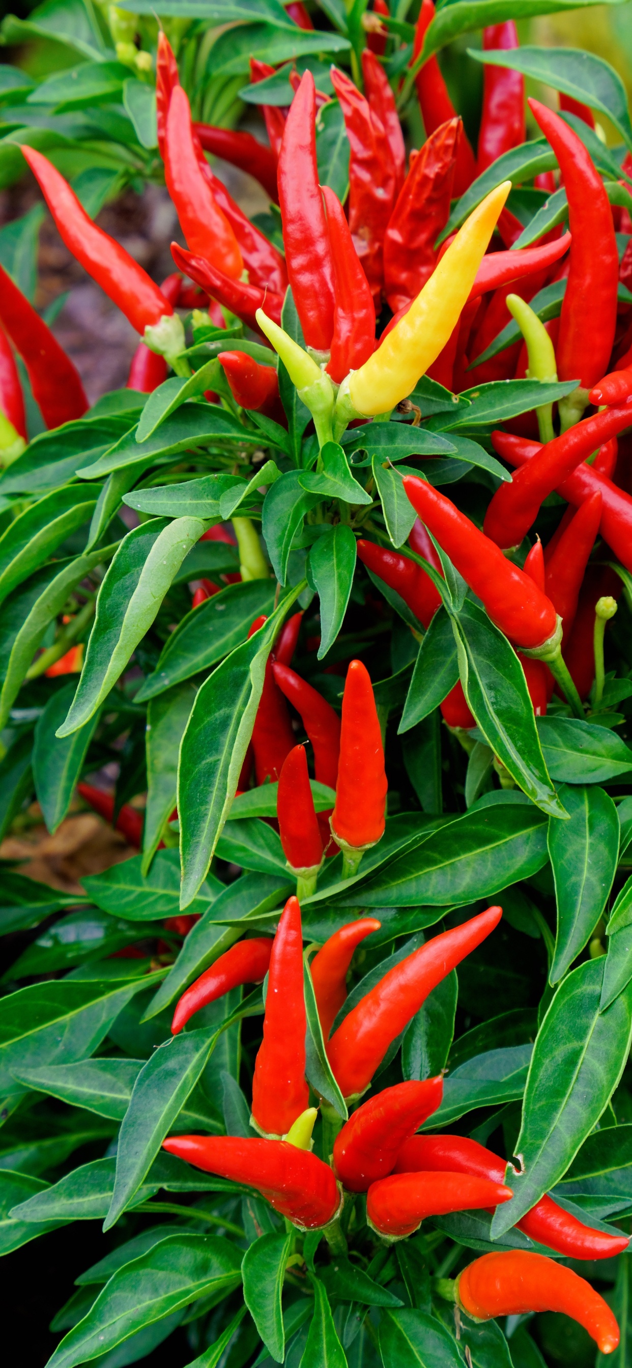 Обои овощ, чилийский перец, сад, садоводство, огород в разрешении 1242x2688