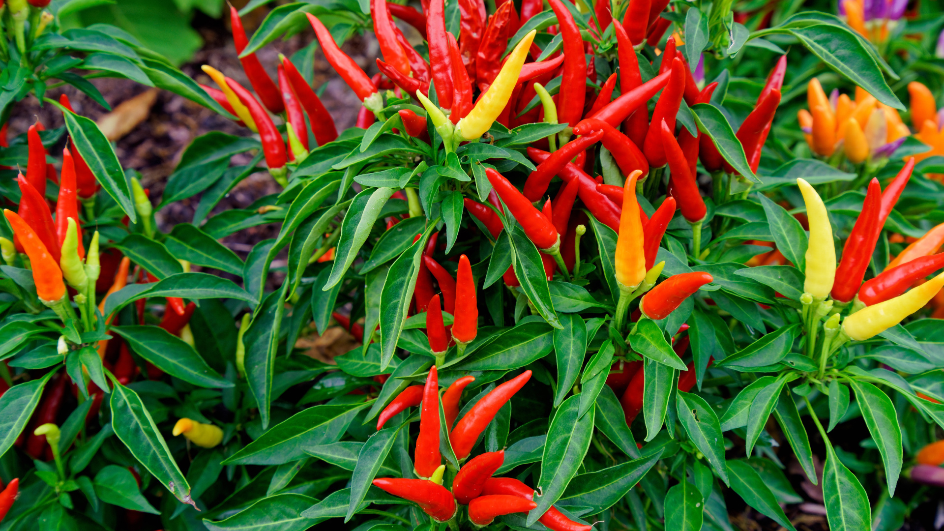 Обои овощ, чилийский перец, сад, садоводство, огород в разрешении 1920x1080