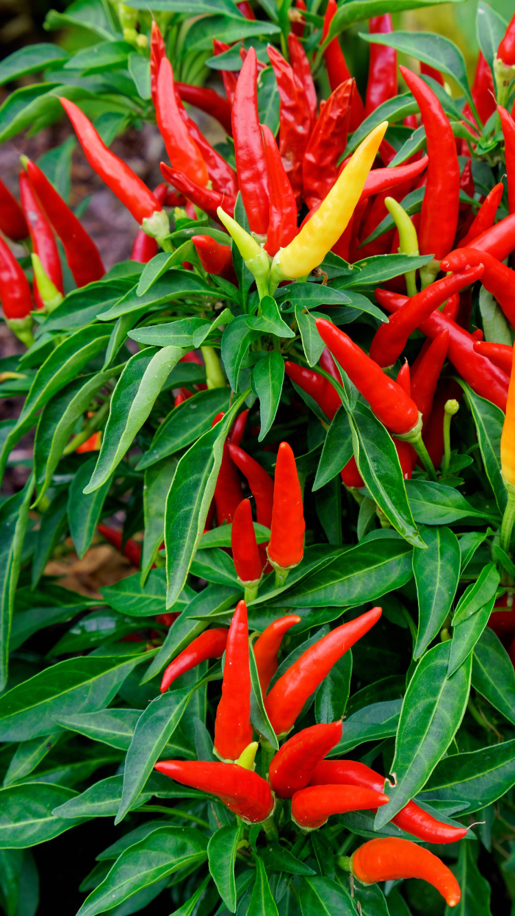 Обои овощ, чилийский перец, сад, садоводство, огород в разрешении 750x1334