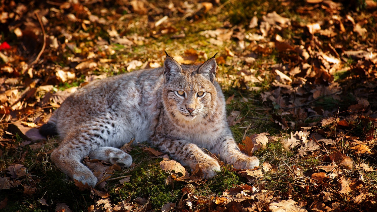 Обои Евразийская рысь, рысь, большая кошка, кот, осень в разрешении 1280x720