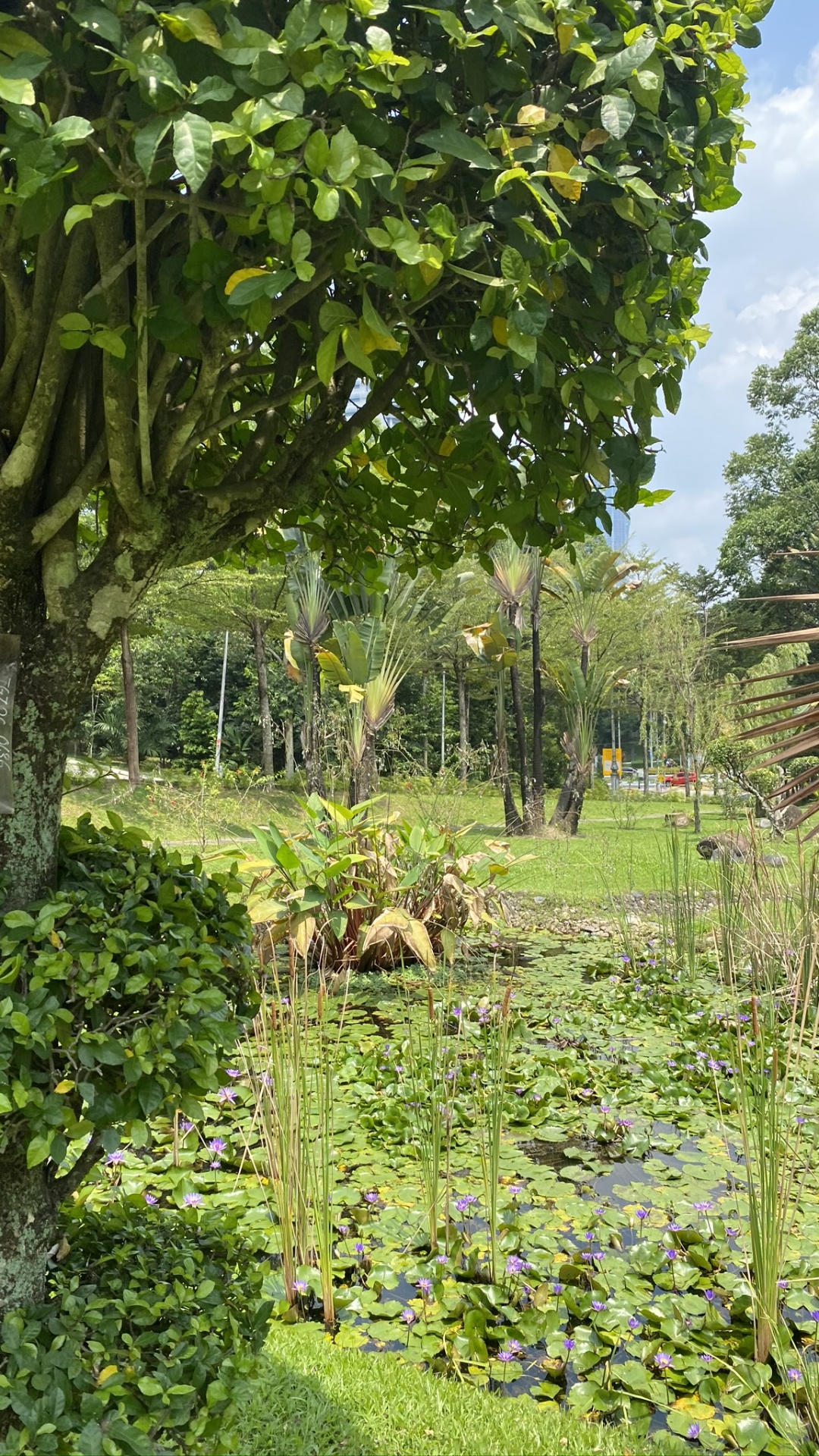 Обои растительность, Ботанический сад, лист, Флора, растение в разрешении 1080x1920